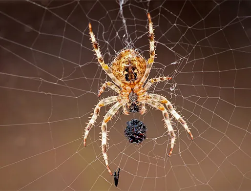 Dedetização de Aranhas em Ibiúna