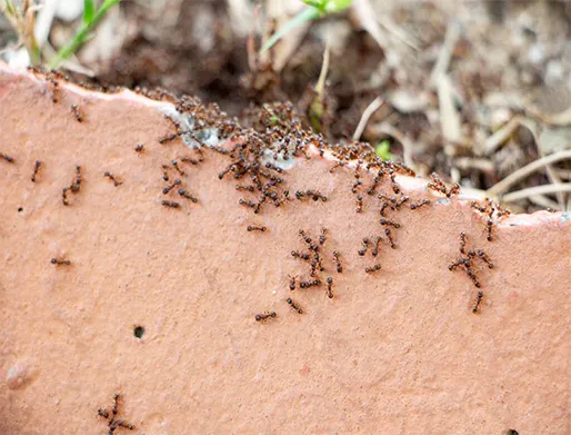 Dedetização de Formigas em Ilhabela