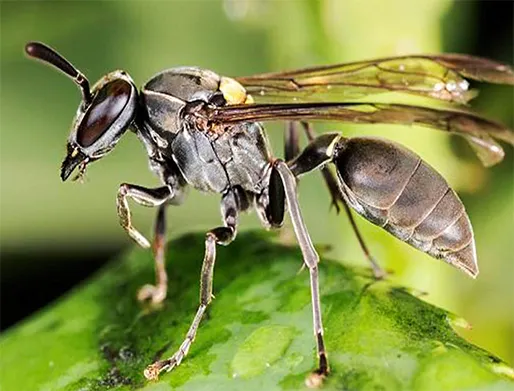 Dedetização de Marimbondos em Jacareí