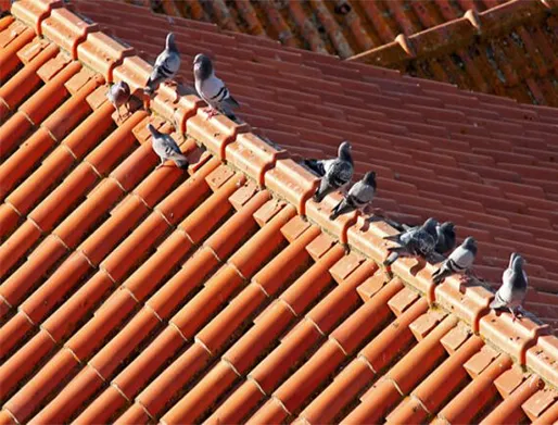 Dedetização de Pombos em Mauá